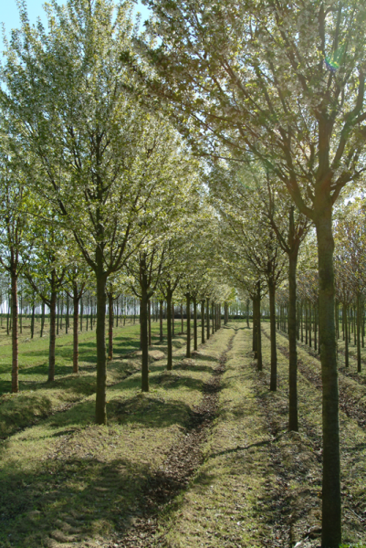 Arboor boomkwekerij volle grond