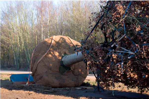 Arbor verplanten volwassen boom met wortelkluit